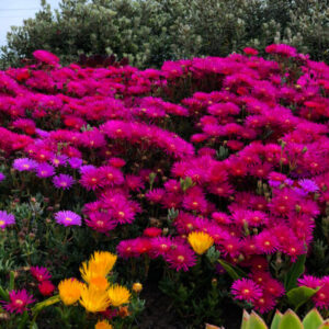 Profile photo of Jhaz